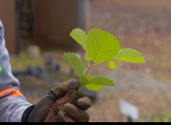 Muda nativa segurada por profissional durante atividade ambiental